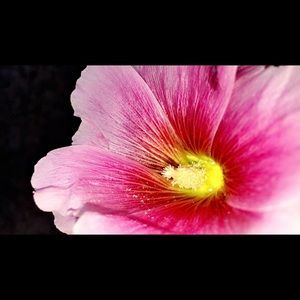 Meet your Posher, Oscar